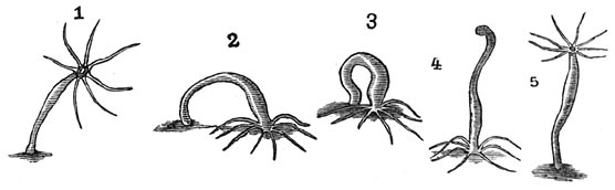 Fig. 45. De zoetwaterhydra en hare beweging.