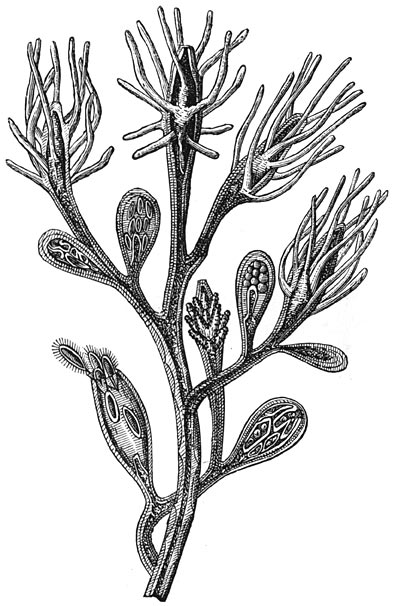 Fig. 46. Zoetwaterhydra. (Cordylophora lacustris).
