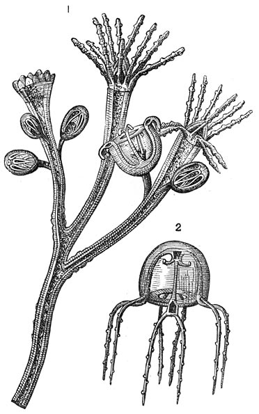 Fig. 47. De vorming van Medusen. (Bougainvillia ramosa).