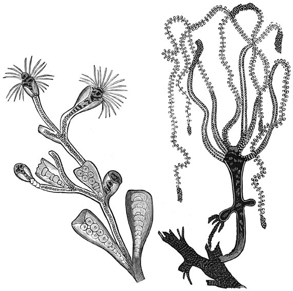 Fig. 48. Polypen: 1. Campanularia.—2. Hydra viridis.