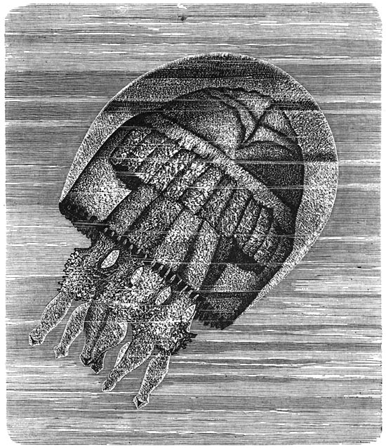 Fig. 49. Medusa Rhizostoma.