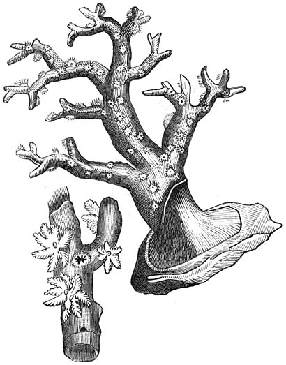 Fig. 50. Koraalpolypen.