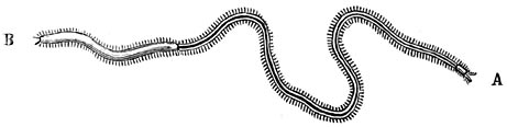 Fig. 51. De oorspronkelijke weifelingen bij de voortplanting. Syllis amica, bestaande uit twee deelen, het voorste deel geslachtloos, het tweede deel van geslachtsdeelen voorzien.