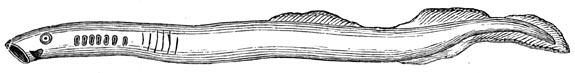 Fig. 54. De prik of lamprei, laagst ontwikkelde visch.