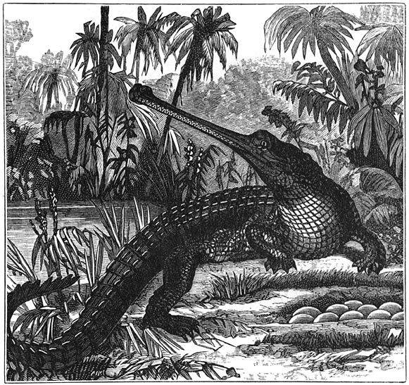 Fig. 55. Het baren van levende jongen heeft zich ontwikkeld uit de voortplanting door eieren. Eierleggende viervoetige dieren: Krokodil met eieren.