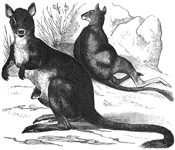 Fig. 56. Buideldieren, eerste zoogdieren, De jonggeborenen worden in een zak bewaard.