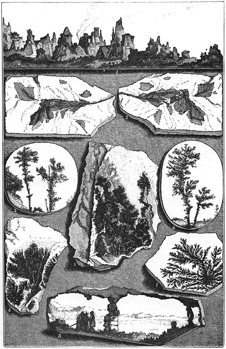 Fig. 62. Merkwaardige steenen, met afdruksels van planten.