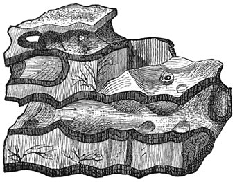 Fig. 65. Oudste bezinkingen. Laurentische formatie. Eozoön canadense.