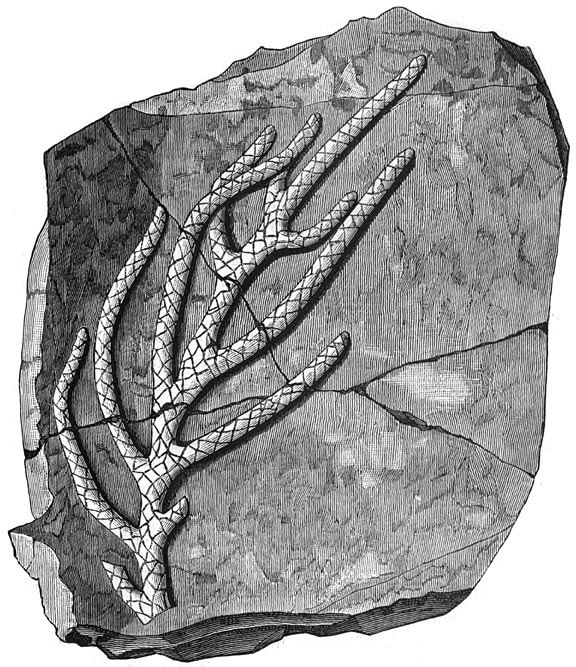 Fig. 67. De raadselachtige organismen der oude zeeën. (Brachyphyllum gracile).