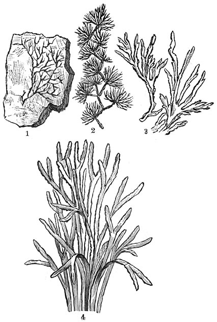 Fig. 70. De oudste planten. Cambrische periode.
