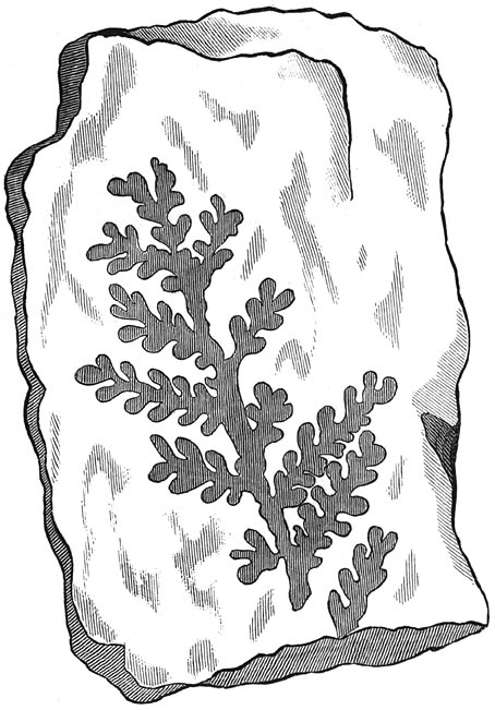 Fig. 71. Fossiel afdruksel der oorspronkelijke planten.