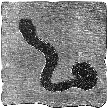 Fig. 72. De eerste dieren: afdruksel van eenen ringworm in de cambrische periode.