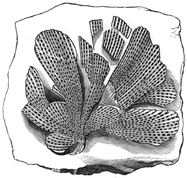 Fig. 74. De oudste dierenversteening van het mosdier Fenestella tenuiceps.