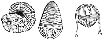 Fig. 75. Oudste dieren: Trilobieten.