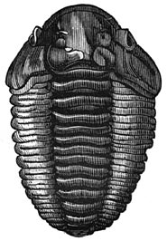 Fig. 77. De koning der oorspronkelijke zeeën: Trilobites calymene.
