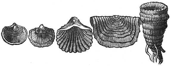 Fig. 78. De eerste dieren. Versteende schelpen van armpootigen uit de silurische periode.