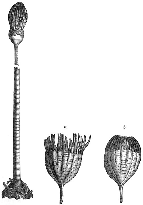 Fig. 79. De eerste dieren. Stekelhuidigen: zeeleliën. 1. Apiocrinus Royssianus. 2. Ichthyocrinus laevis: a. met open armen, b. met gesloten armen.