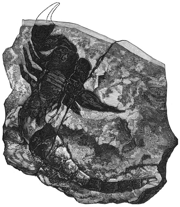 Fig. 82. Het oudste bekende landdier. Versteende schorpioen in 1884 in eene silurische laag ontdekt.