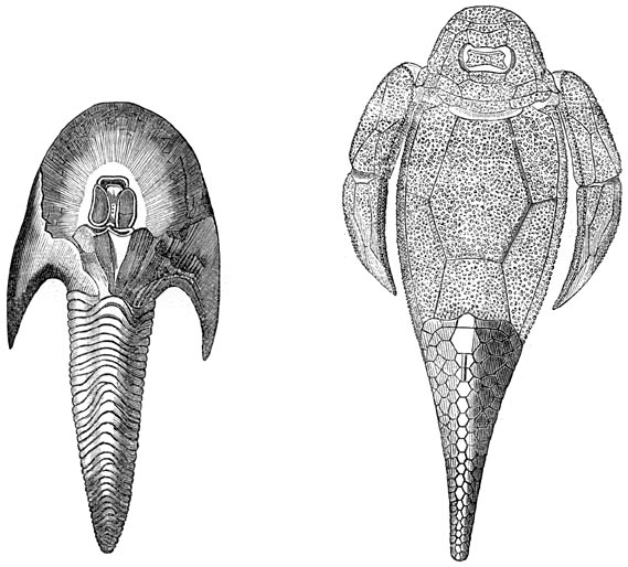 Fig. 123–124. De eerste visschen.—Devonische periode. Cephalaspis Lyellii en Pterichthys Milleri.