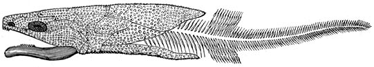 Fig. 126. De eerste visschen. Coccosteus decipiens.