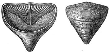 Fig. 134. Calceola Sandalina.
