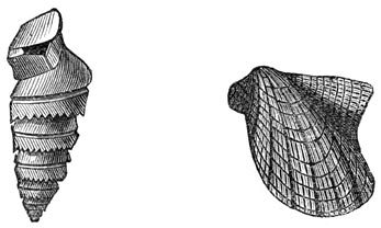 Fig. 135. Vinpootige weekdieren uit het devonische tijdperk. Murchisonia intermedia. Avicula flabella.