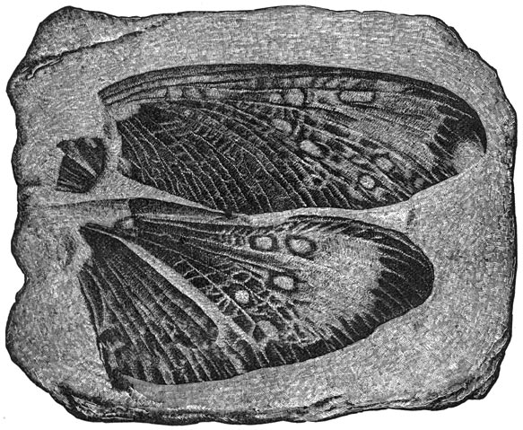 Fig. 138. De eerste insecten. Fossiele vleugels van een platvleugelig insect.