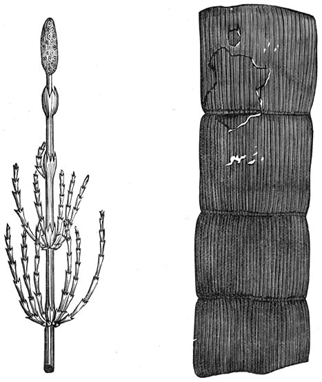 Fig. 142. Planten der devonische periode: Paardestaart. Versteende rietplant
