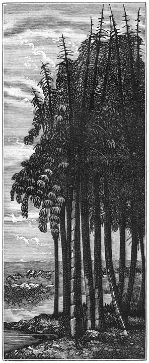 Fig. 144. De eerste boomen. Rietplanten.