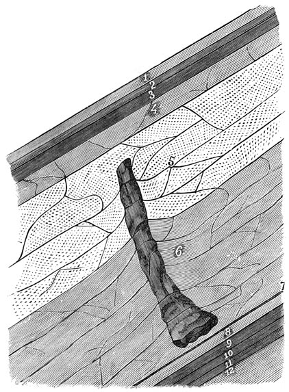 Fig. 147. Fossiele boom, op 217 meters diepte gevonden.