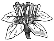 Fig. 150. Boswellia.