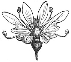 Fig. 151. Coriander.