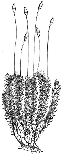 Fig. 160. Polytrichum commune. (vrouwenhaar).