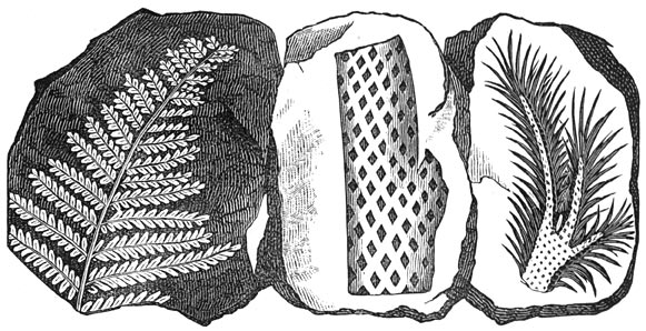 Fig. 169. Versteende afdruksels van een varen, en van eenen stam en eenen tak van eenen schubboom.