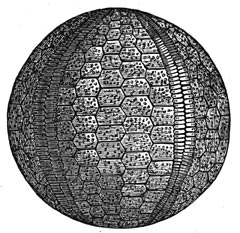 Fig. 176–177. Zeeëgels en zeeleliën uit de steenkoolperiode.