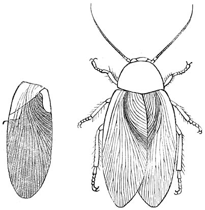 Fig. 180. Insect uit de steenkoolpcriode (Blattina Helvetica.) Vleugel en geheel dier.