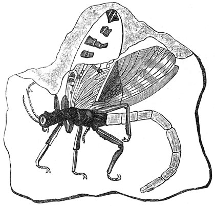 Fig. 181. Insect uit de steenkoolperiode. (Protophasma Damasii, halve grootte).