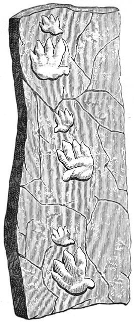 Fig. 185. Afdruksels van voetstappen van het Chirotherium.