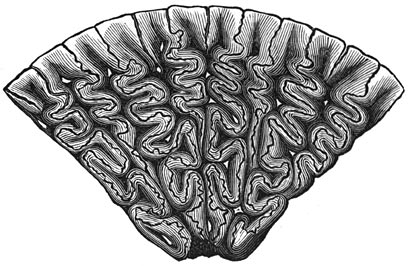 Fig. 186. Vierde deel van eenen tand van een labyrinthodon: dwarse doorsnede, vergroot.