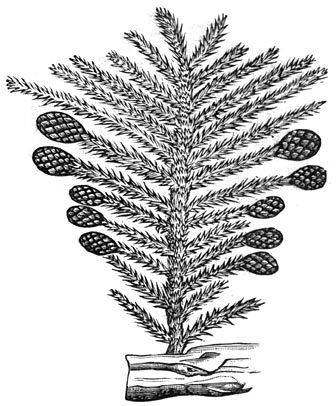 Fig. 189. De planten uit de permische periode. Coniferen. (Walchia).