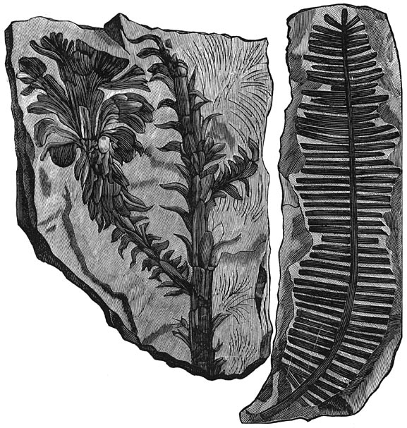 Fig. 195–196. De planten der triasperiode. Voltzia en pterophyllum.