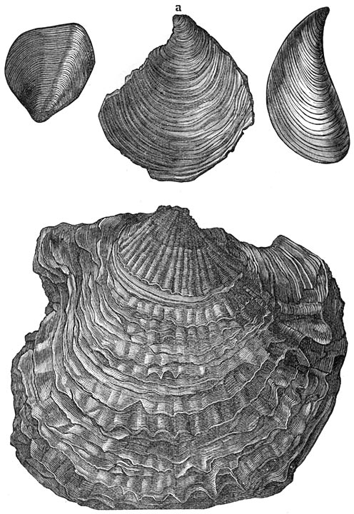 Fig. 198. Versteende oesters der triasperiode.