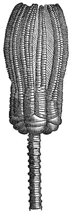 Fig. 202. Stekelhuidigen uit de triasperiode: Zeelelie (encrinus liliiformis).