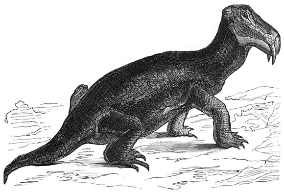 Fig. 206. De dicynodon, een kruipend dier der triasperiode (Zuid-Afrika).