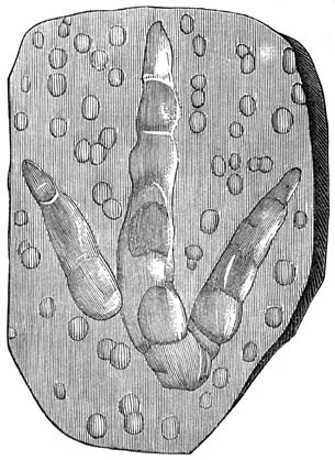 Fig. 208. Afdruksels der voetstappen van een brontozoön giganteüm (triasperiode) met afdruksels van waterdroppels.