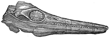 Fig. 214. Versteende kop van eenen ichthyosaurus.