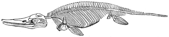 Fig. 215. Versteend skelet van eenen ichthyosaurus.
