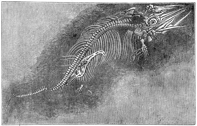 Fig. 218. Kleine ichthyosaurus, in fossielen staat in de moederschoot bewaard gebleven.