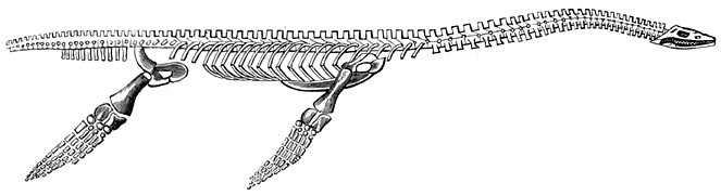 Fig. 219. Skelet van den plesiosaurus.