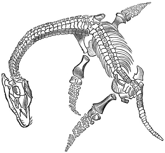 Fig. 220. Versteende macrocephale plesiosaurus.